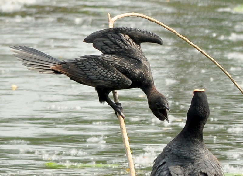 Avifauna humor